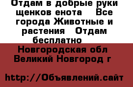 Отдам в добрые руки щенков енота. - Все города Животные и растения » Отдам бесплатно   . Новгородская обл.,Великий Новгород г.